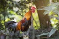 A singing rooster in the early morning Royalty Free Stock Photo