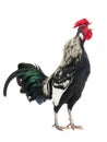 Singing rooster isolated Royalty Free Stock Photo