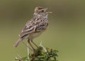 Singing rufous-naped lark Mirafra africana or rufous-naped bush lark