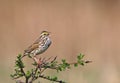 Singing Savannah Sparrow Royalty Free Stock Photo
