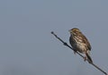 Singing Savannah Sparrow Royalty Free Stock Photo