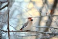 Singing small bird in the cold winter Royalty Free Stock Photo