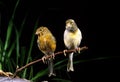 SINGING SMET CANARY, PAIR STANDING ON BRANCH