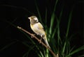 Singing Smet Canary, serinus canaria, Adult standing on Branch against Black Background