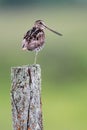 Singing Snipe