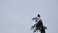 Singing song bird silhouette