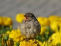 Singing sparrow