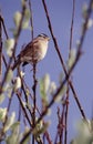 Singing sparrow Royalty Free Stock Photo