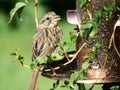 Singing sparrow at a bird feeder