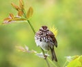 Singing sparrow on a branch