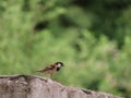 Singing sparrow images