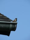 Singing sparrow in a roof gutter