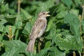 Singing sparrow sits on a branch.