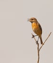 A singing Stonechat Royalty Free Stock Photo