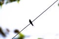 Singing swallow on an electric rope