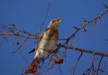 Singing thrush fieldfare bird on a tree branch Royalty Free Stock Photo