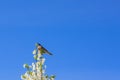 Singing Thrush nightingale Luscinia luscinia against sky Royalty Free Stock Photo