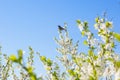 Singing Thrush nightingale Luscinia luscinia against sky Royalty Free Stock Photo