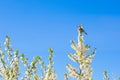 Singing Thrush nightingale Luscinia luscinia against sky Royalty Free Stock Photo