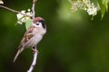 Singing Tree sparrow bird on a branch Royalty Free Stock Photo