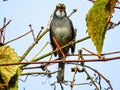 White Throated Sparrow (Zonotrichia albicollis) Singing Royalty Free Stock Photo