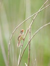 Singing Warbler , prinia