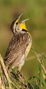 Singing western meadowlark