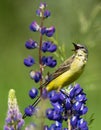 Singing Western Yellow Wagtail on lupine flower