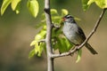 Singing White Crowned Sparrow
