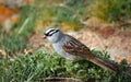 Singing White Crowned Sparrow Royalty Free Stock Photo