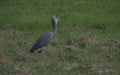 Singing White-faced heron