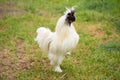 Singing white rooster Royalty Free Stock Photo