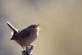 Singing Winter Wren (Troglodytes troglodytes) Royalty Free Stock Photo