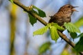Singing wren troglodytes perched on a branch Royalty Free Stock Photo