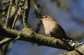 A singing Wren, Troglodytes troglodytes, perched on a branch high in a tree. Royalty Free Stock Photo