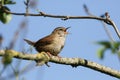 A singing Wren, Troglodytes, perched on a branch of a tree. Royalty Free Stock Photo