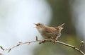 A singing Wren, Troglodytes, perching on a branch of a tree in spring. Royalty Free Stock Photo