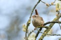 A singing Wren, Troglodytes, perching on a branch of a Willow tree in spring. Royalty Free Stock Photo