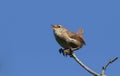 A singing Wren Troglodytes troglodytes perched on a branch in a tree. Royalty Free Stock Photo