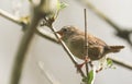 A pretty singing Wren, Troglodytes troglodytes, perched on a branch in a tree. Royalty Free Stock Photo