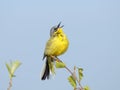 Singing Yellow Wagtail Royalty Free Stock Photo