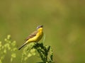 Singing Yellow Wagtail Royalty Free Stock Photo