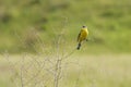 Singing yellow wagtail Royalty Free Stock Photo