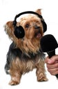 Singing yorkshire terrier Royalty Free Stock Photo