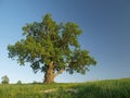 Singl oak tree.