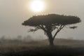 Single acacia tree during foggy sunrise Royalty Free Stock Photo