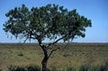 a single acacia tree in the savanna