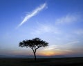 Single acacia tree and sunrise