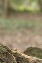 Acorn on southampton common