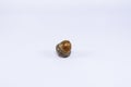 Single Acorn on a White Background